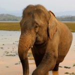 An elephant clambers out of the lake in Laos