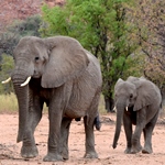 A mother and baby elephant in the wild in the Namibian desert