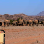 Desert elephants in Namibia