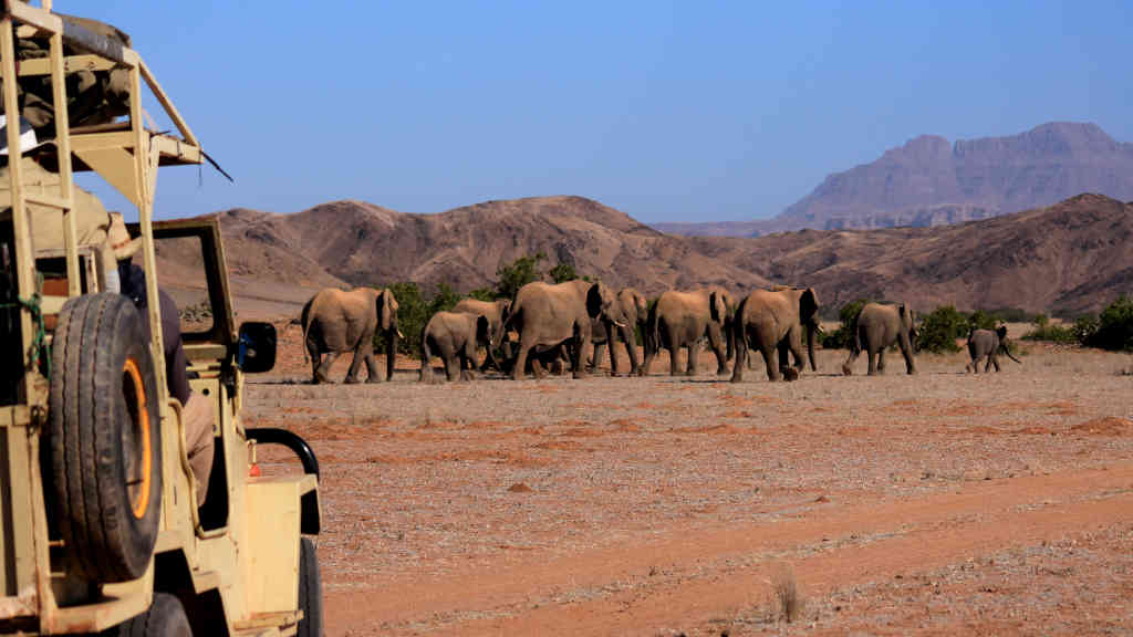 Desert elephants in Namibia