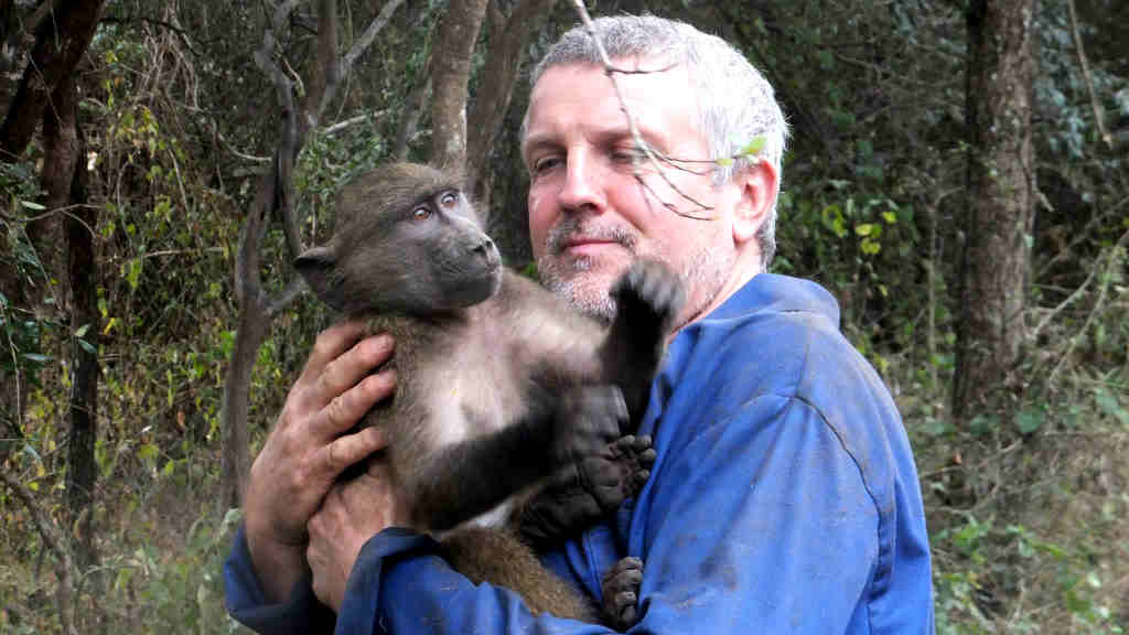 A volunteer helps to rehabilitate primates