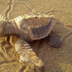 A baby turtle on the beach
