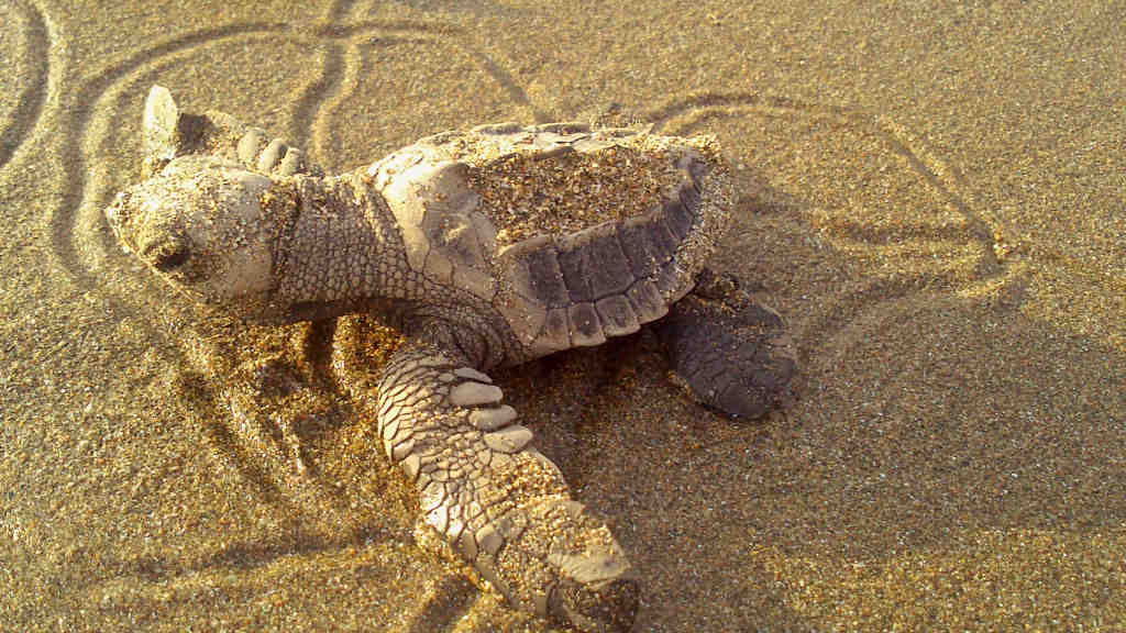 A baby turtle on the beach