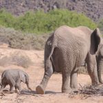 Baby elephant and calf walking away into the desert