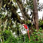 A beautiful bird in the trees at the wildlife rescue centre in Ecuador