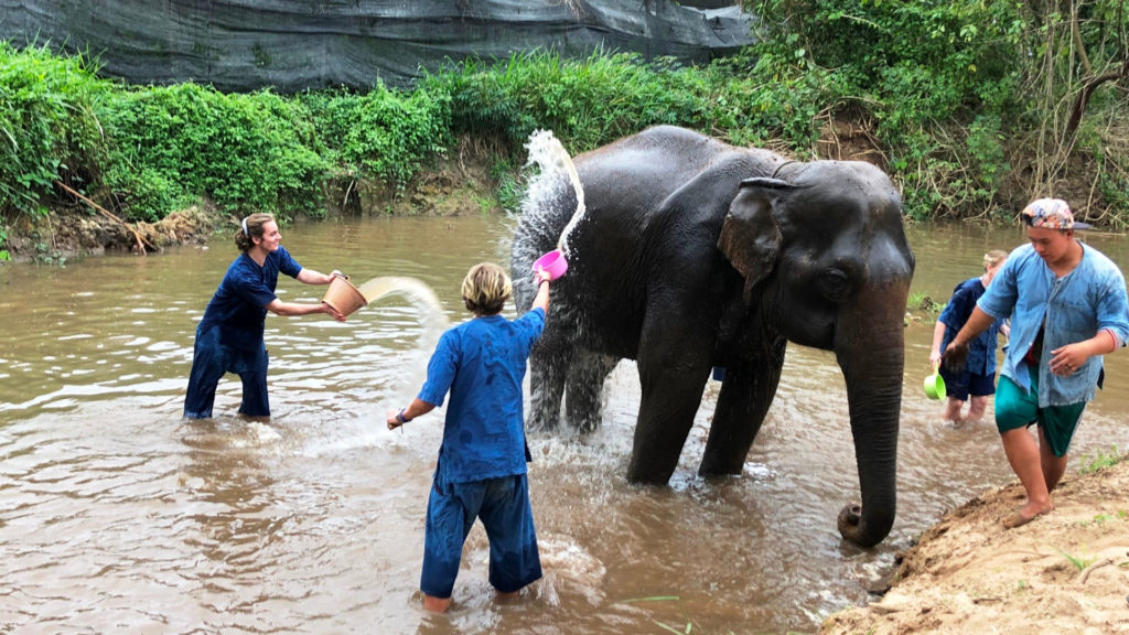 Washing elephants in Thailand