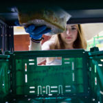 A volunteer reaches into a green crate to retrieve a food package