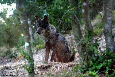 Volunteer at a wolf sanctuary in a Portuguese National Park