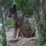 Wolf sits in the forest behind some trees