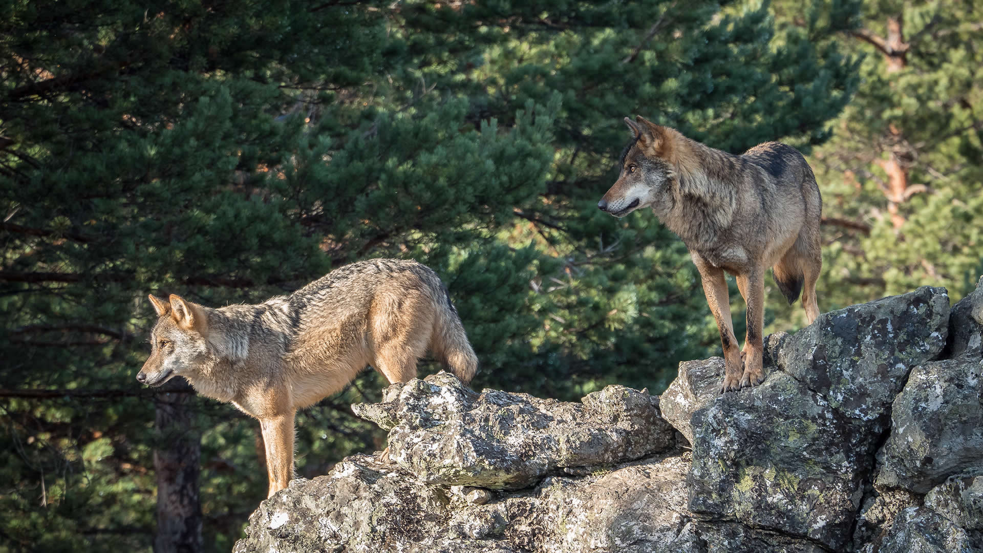 Volunteer at a wolf sanctuary in a Portuguese National Park