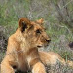 A lion looks out over the game reserve