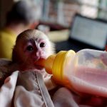Feeding a baby monkey