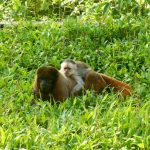 Two monkeys in the grass