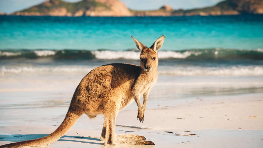 A kangaroo visits the beach in Australia