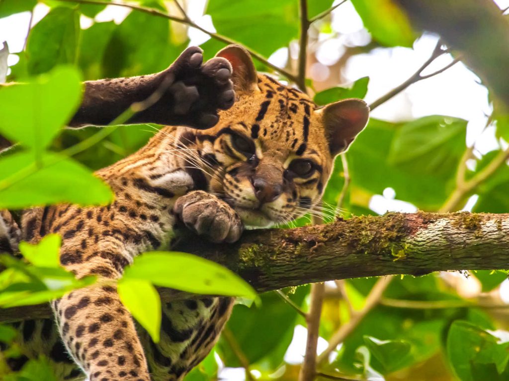 Ecuador