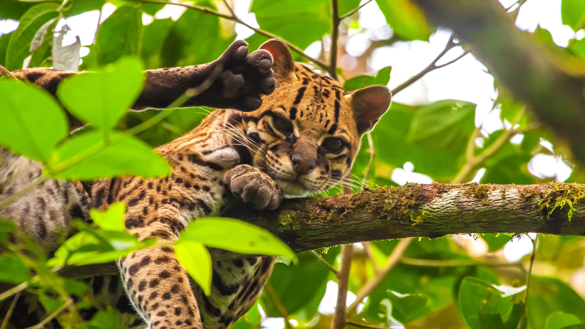 Jaguar on a branch