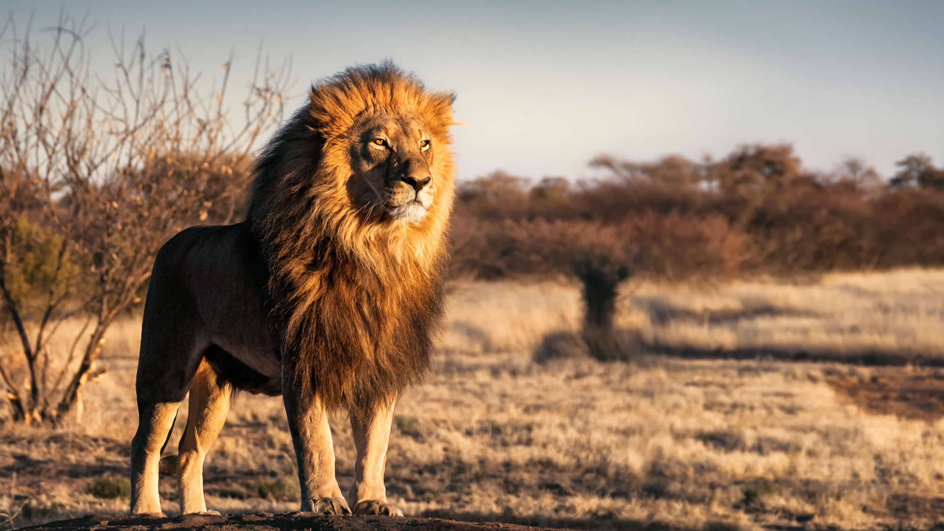 A lion stands looking out over the plain