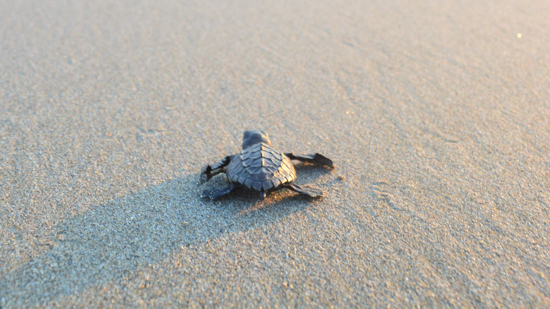 Baby turtle on the sand making it back to the ocean
