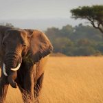 An elephant on the plains