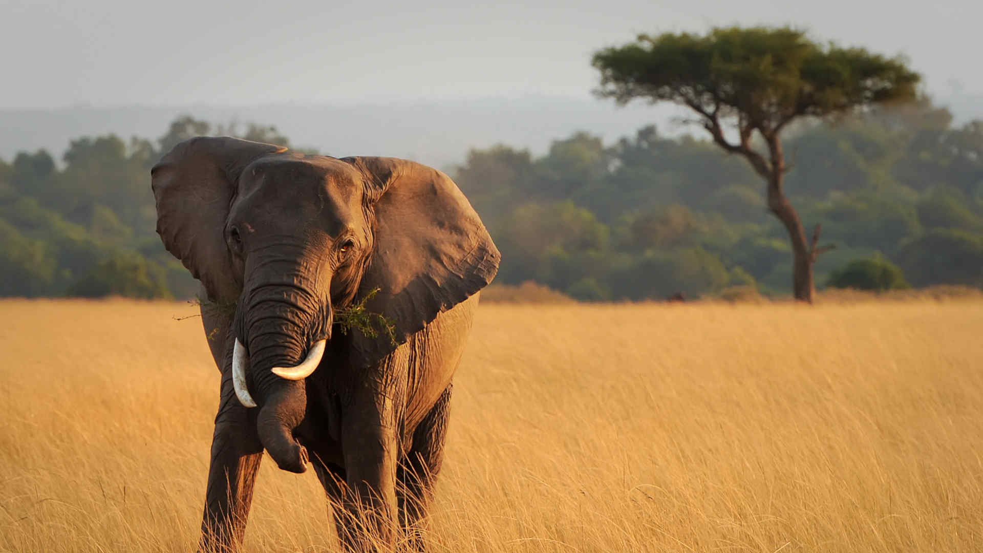 An elephant on the plains