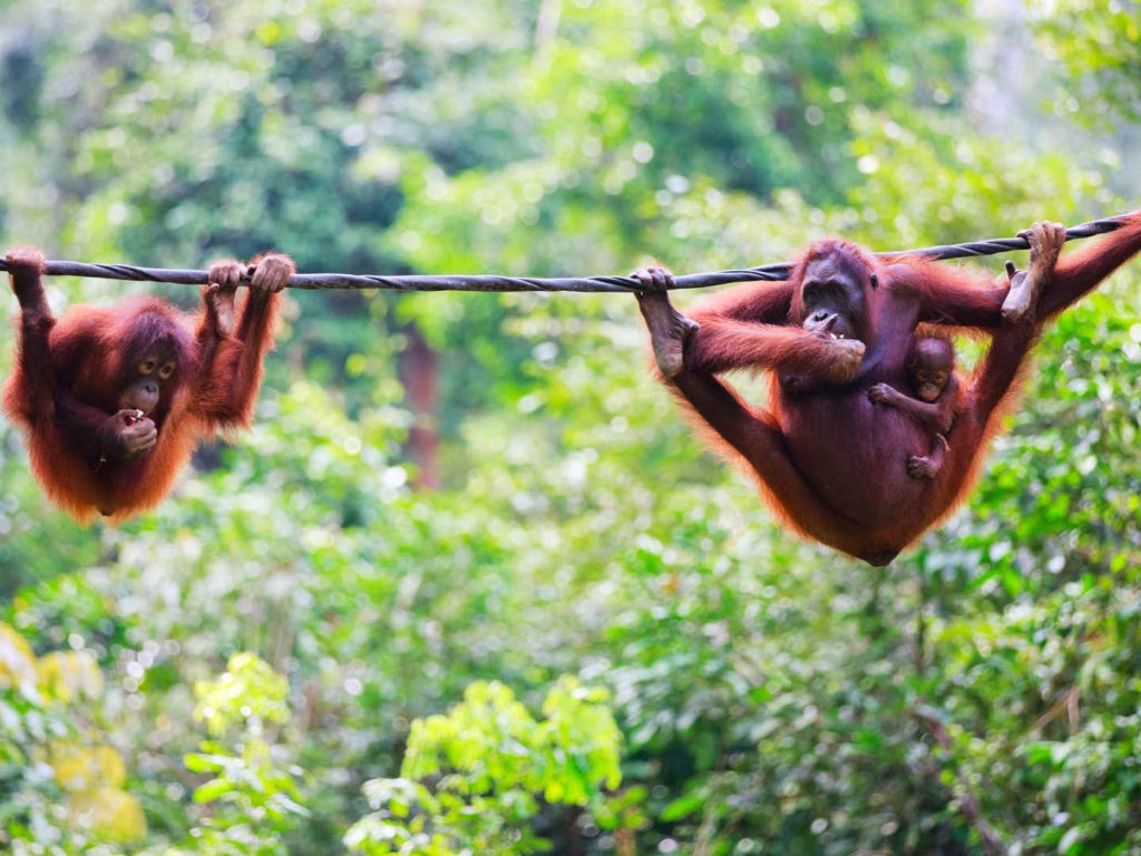 Borneo
