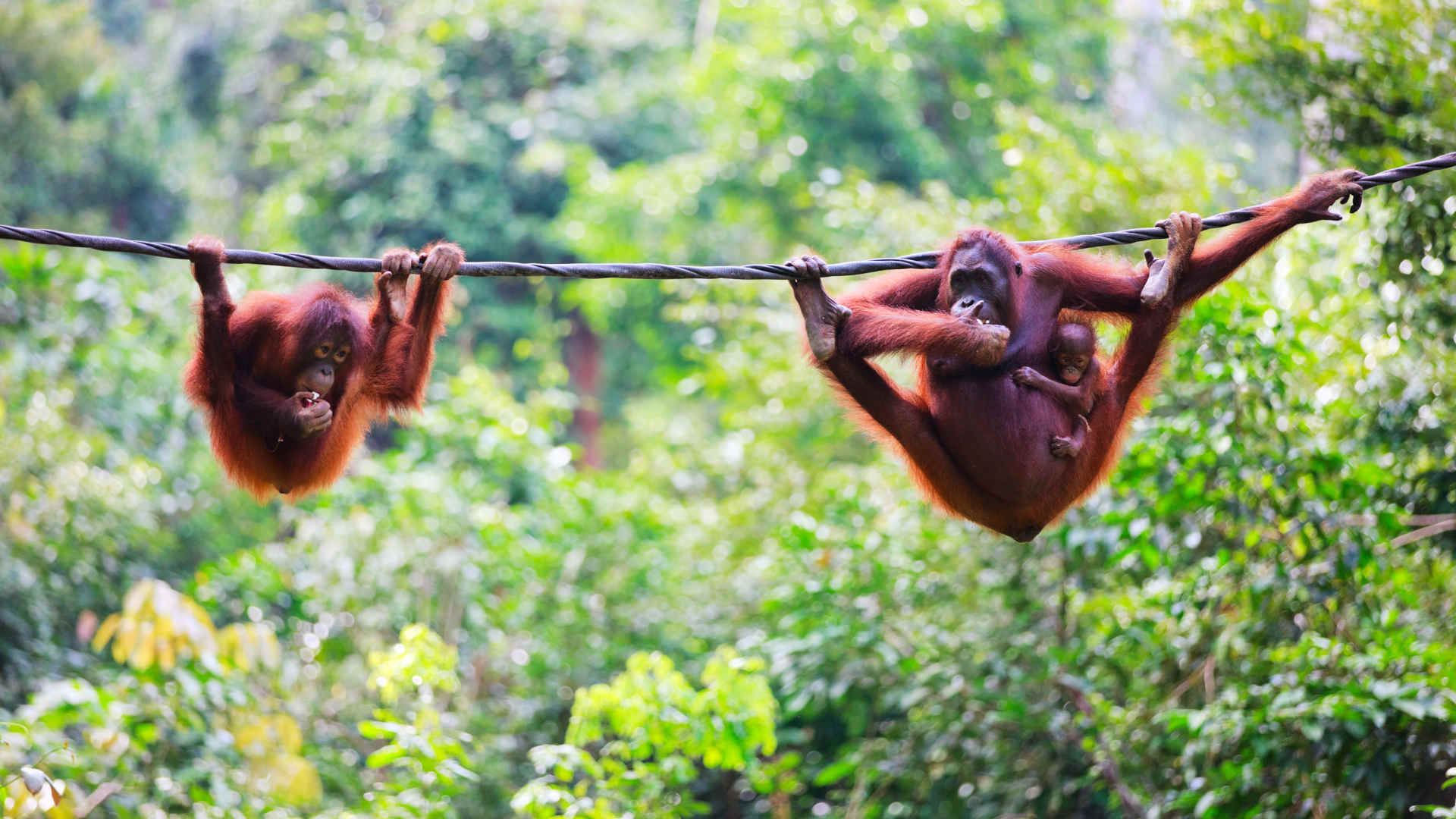 A mother and baby orangutan hang in the trees