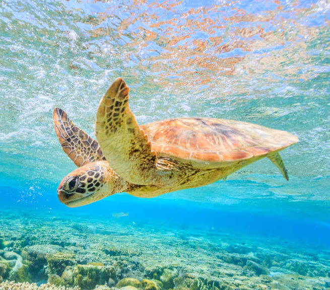 A turtle swims in the ocean
