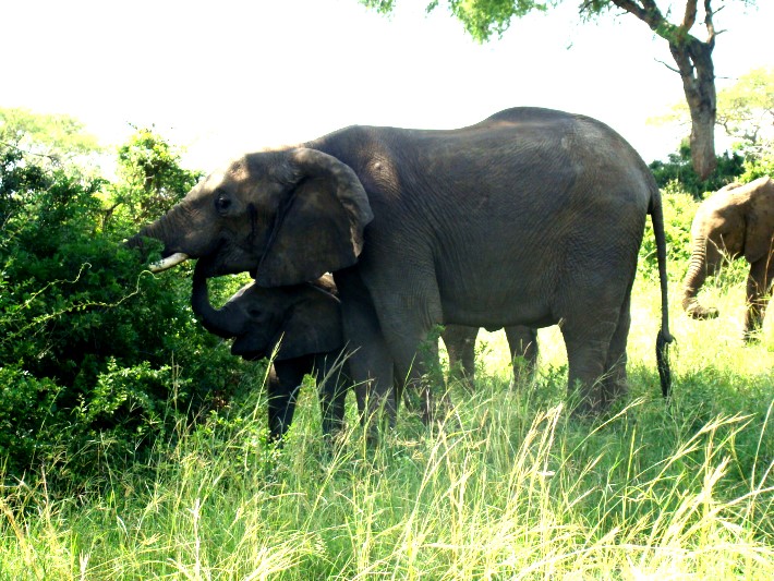 Elephants on safari in Uganda