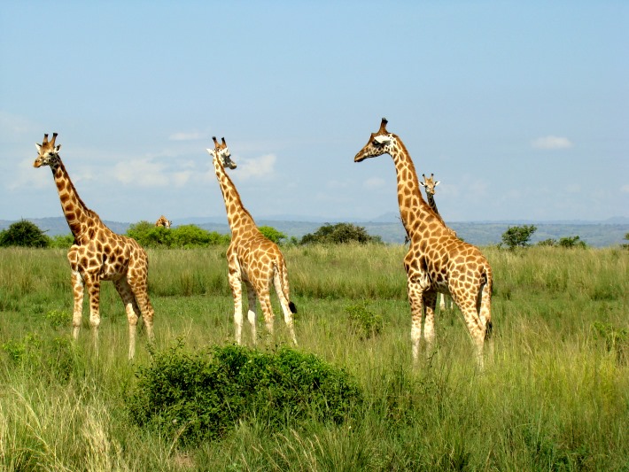 See giraffes on safari in Uganda after volunteering