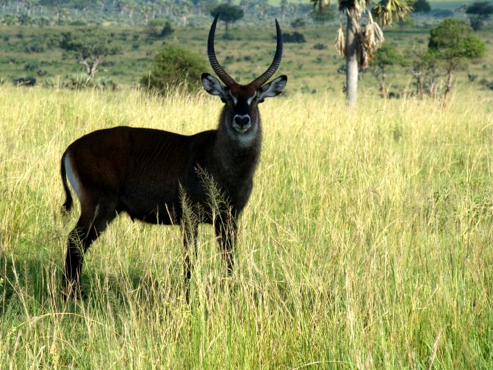 See amazing wildlife on the Murchison Falls safari