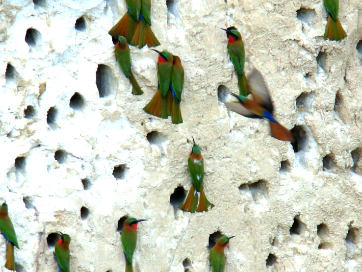 Woodpeckers in the Murchison Falls National Park on safari in Uganda