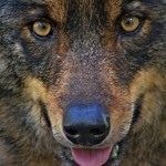 An Iberian wolf gazes at the camera