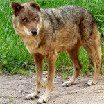 A wolf looks out over the sanctuary in Portugal