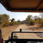 Watching animals on safari