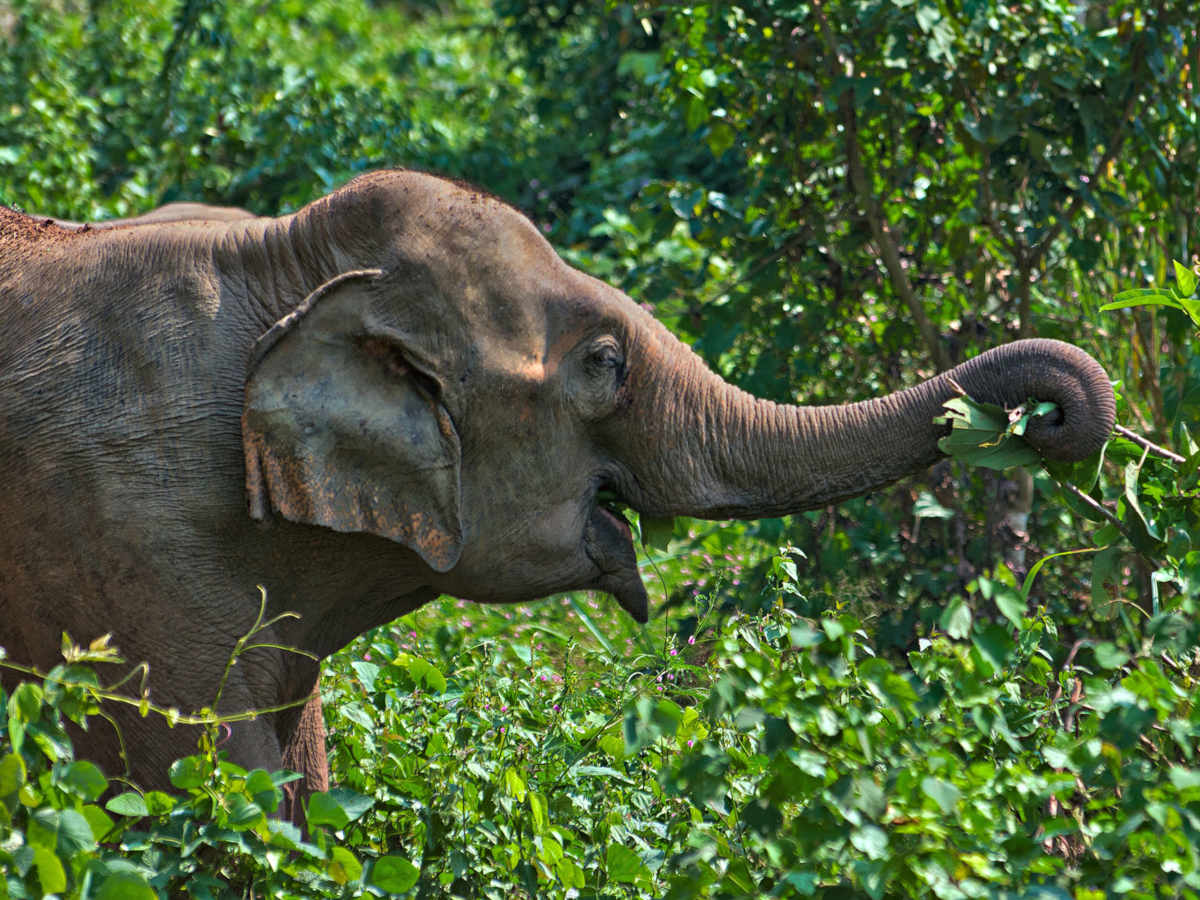 An elephant grazes in the wild at the Laos rescue centre