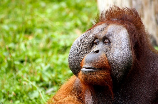 orangutan conservation borneo