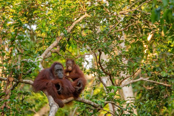 orangutan borneo