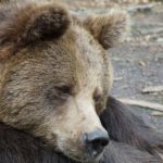 bear
