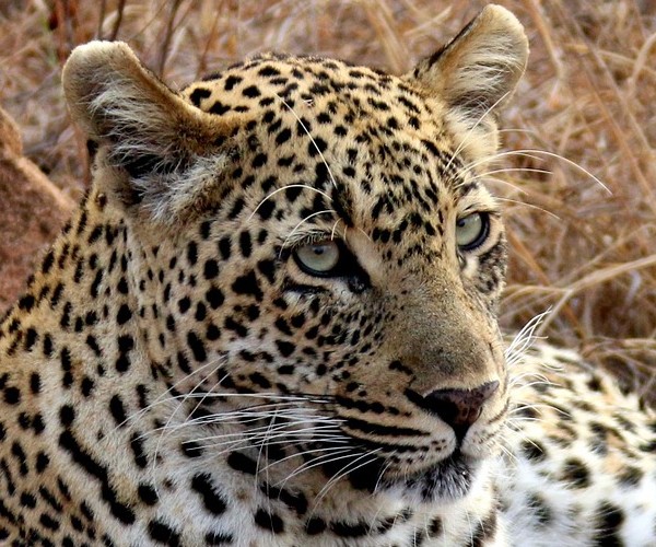 leopard-South Africa