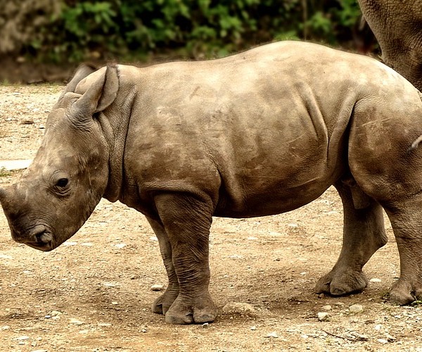 rhino-rhino-calf