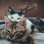 Three cats lazy and almost asleep