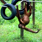 An orangutan plays in the rescue centre