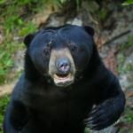 A sun bear enjoys its new life in Borneo after being rescued