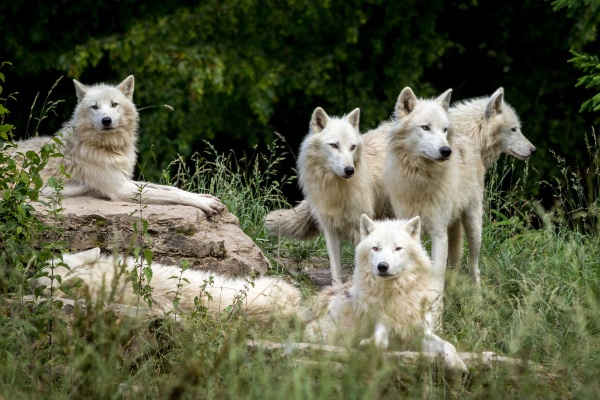 Wild wolves