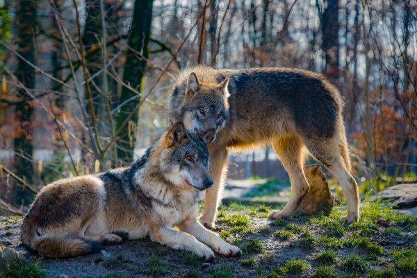 affectionate wolves