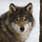 wolf in wood