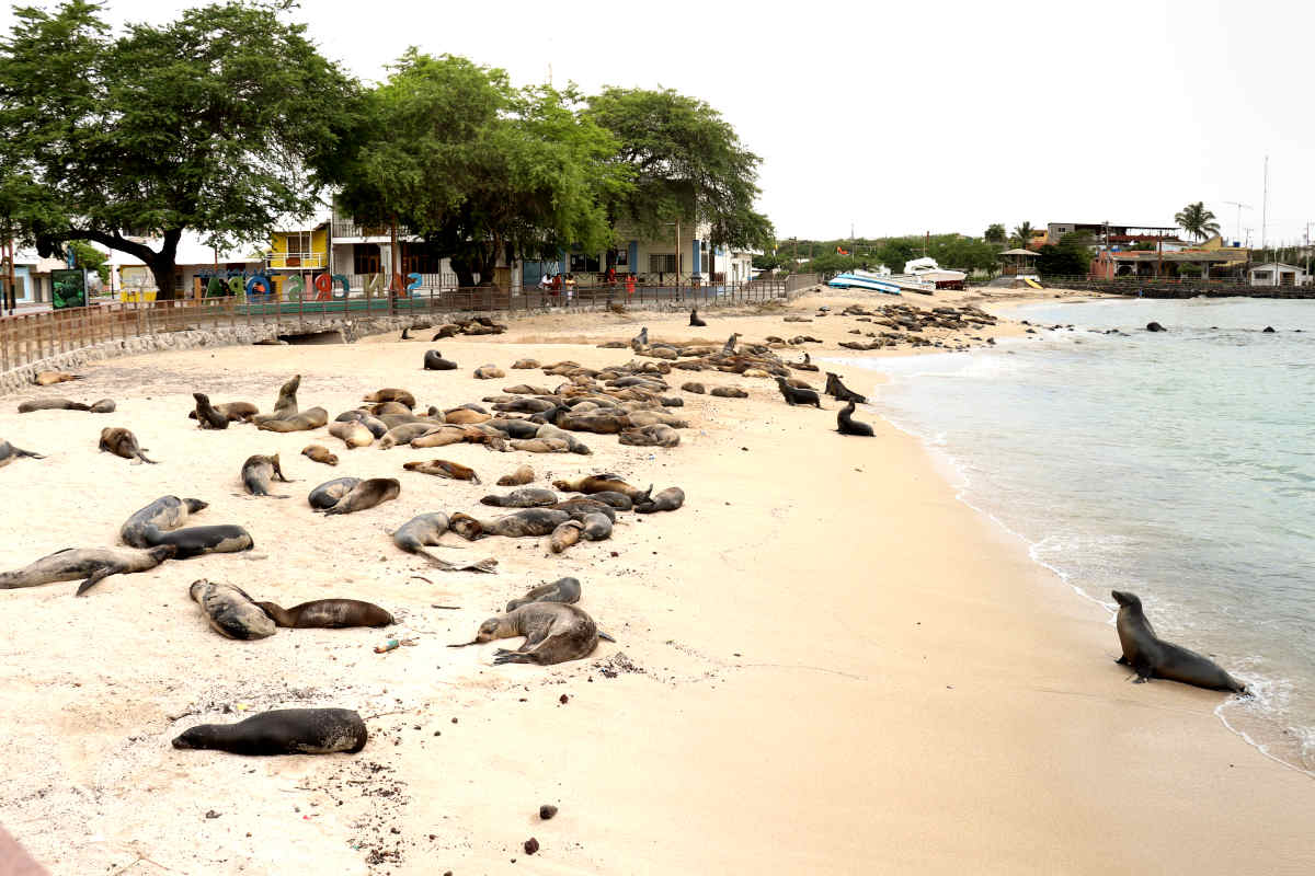 Sea lions lounge casually on the beach in the Galapagos