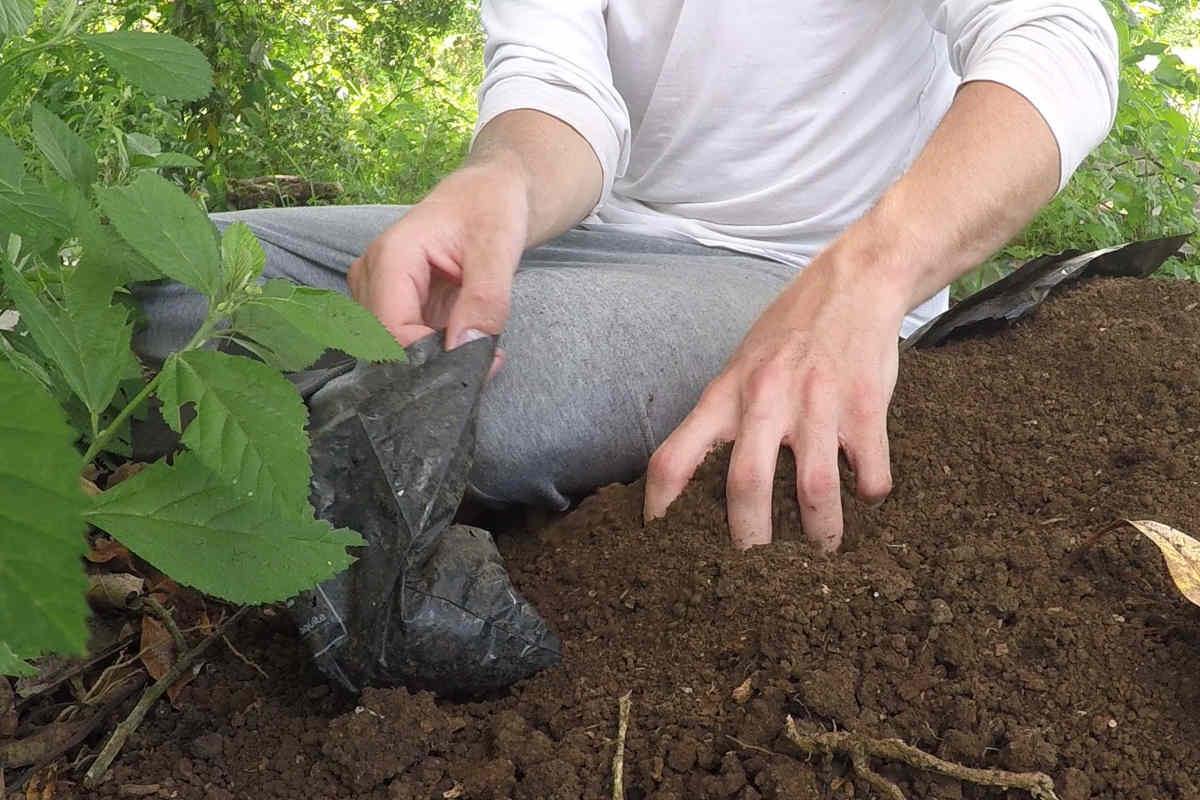 Volunteers help to conserve the Galapagos native species