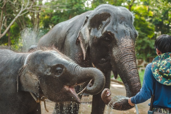 thailand elephant