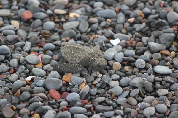 turtle-costa rica